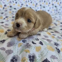 Cavapoo Puppies from Deshea LeBlanc