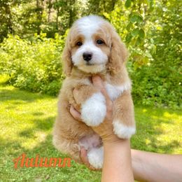 Girl 2 - Bernedoodle puppy in Springfield, Missouri from PoodlelyDoodlely