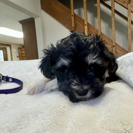 Purple puppy - Black and silver female Miniature Schnauzer puppy in Golden Ridge, Montana from Miniature Schnauzers