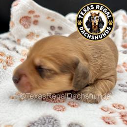 Duke - Cream male Dachshund puppy in Houston, Texas from Texas Regal Dachshunds LLC