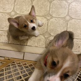 Pembroke Welsh Corgi Puppies from Bluebonnet TLC Kennels