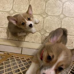 Pembroke Welsh Corgi Puppies from Bluebonnet TLC Kennels