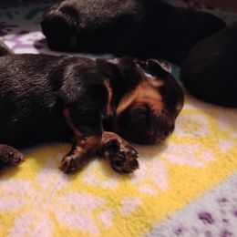 Boy 5 - male Rottweiler puppy in Jacksonville, Florida from Vom Jobaer Rottweilers