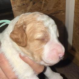 Teal Collar - Parti female Goldendoodle puppy in Winchester, Tennessee from Mahaffey’s Doodles