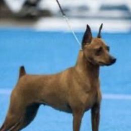 Ember - Miniature Pinscher