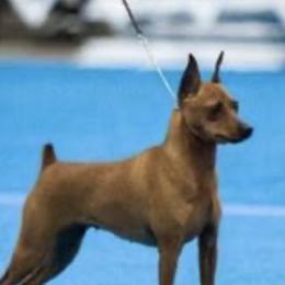 Ember - Miniature Pinscher