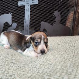Girl 3 - Piebald female Dachshund puppy in Lindsay, California from Lewis Creek Dachshunds
