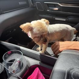 Mystic - Yorkshire Terrier