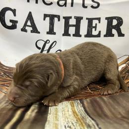 Orange collar - Liver male German Shepherd puppy in Pelham, North Carolina from P & P Shepherds