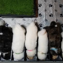 Japanese Akitainu Puppies from Four Seasons Akita (Shikisou)