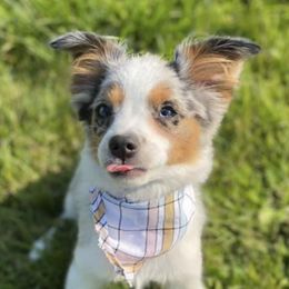 Aussiedoodles from CT’s Aussiedoodles