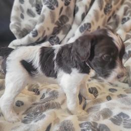 Aussiedoodle and Poodle Puppies from J&RAussiedoodles