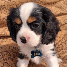 Neon yellow color, Max - Tri-color male Cavalier King Charles Spaniel puppy in Colorado Springs, Colorado from True Love Colorado Cavalier King Charles Spaniels