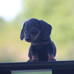Showgirl - Black and tan female Dachshund puppy in Okeechobee, Florida from Far Far Away Dachshunds