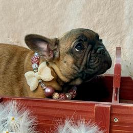 Bunkhouse Litter-Avery - Fawn female French Bulldog puppy in Kalispell, Montana from Grace & Grit Frenchies