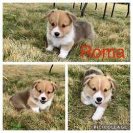 Pembroke Welsh Corgi Puppies from Morgan Corgis