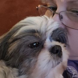 Autumn - Shih Tzu