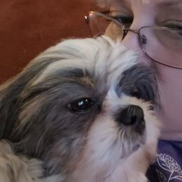 Autumn - Shih Tzu