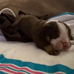 Java Bean - Chocolate tri-color male Bulldog puppy in Alexandria, Virginia from Stacey D’s Bulldogs