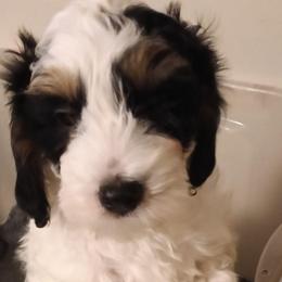 Peep - Tri-color male Cavapoo puppy in East Providence, Rhode Island from Marta's Cavaliers