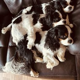 "Mom, Son, Dad" Cavalier King Charles Spaniel All Grown Up from PDX Cavaliers