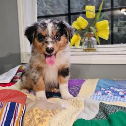 Beau - Blue merle male Miniature Australian Shepherd puppy in Dunnellon, Florida from Ever After Mini Aussies