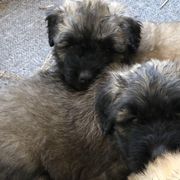 Bouvier des Flandres Puppies from Seasons of Joy Farm and Ranch