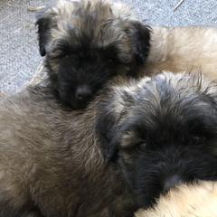 Bouvier des Flandres Puppies from Seasons of Joy Farm and Ranch