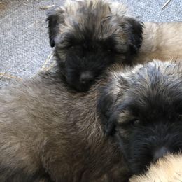 Bouvier des Flandres Puppies from Seasons of Joy Farm and Ranch