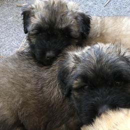 Bouvier des Flandres Puppies from Seasons of Joy Farm and Ranch