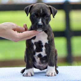 Uno - Brown brindle male American Staffordshire Terrier puppy in St. Augustine, Florida from LBK & Ancient City