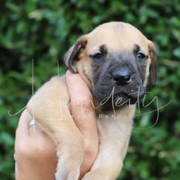 ROSE - Fawn female Great Dane puppy in Denison, Texas from Hundeity Great Danes