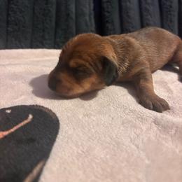 Neela - Sable female Dachshund puppy in Converse, Texas from JP's South Texas Dachshunds
