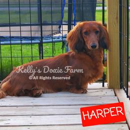 Harper - Dachshund