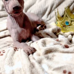 Knight - Blue Boy - American Hairless Terrier puppy from Royal Flush Kennels