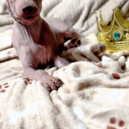 Knight - Blue Boy - American Hairless Terrier puppy from Royal Flush Kennels
