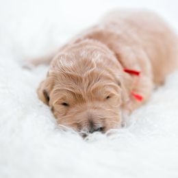Goldendoodle and Golden Retriever Puppies from Golden Retrievers and Doodles from Heaven