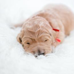 Goldendoodle and Golden Retriever Puppies from Golden Retrievers and Doodles from Heaven