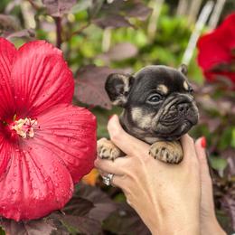 French Bulldog Puppies from Kismet French Bulldogs
