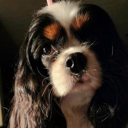 Hugs - Cavalier King Charles Spaniel