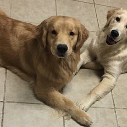 Golden Retriever and Siberian Husky All Grown Up from Nevani Goldens