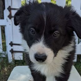 Butternut, boy - Border Collie puppy from White Sage Kennel