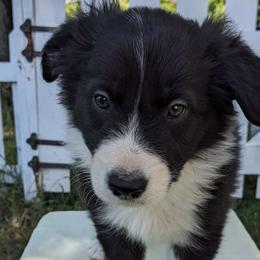 Butternut, boy - Border Collie puppy from White Sage Kennel