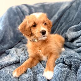 Girl 5 - female Goldendoodle puppy in Ball Ground, Georgia from Skye Blue Goldendoodles