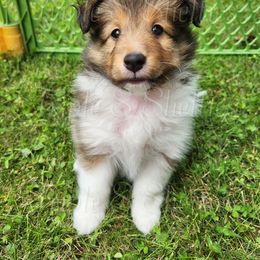 Boy 2 - Sable and white male Shetland Sheepdog puppy in Belleville, Wisconsin from Triple S Shelties