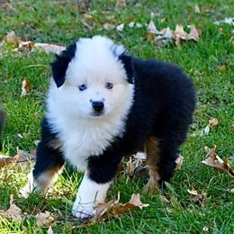 Girl 3, Phoebe - Black tri female Toy Australian Shepherd puppy in Bristow, Iowa from Pine Ridge Toy Aussies