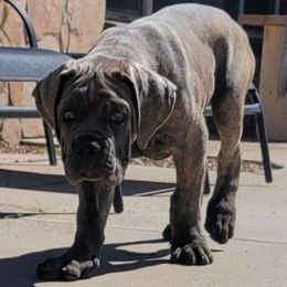 Zake - Chestnut brindle male Cane Corso puppy in Scottsdale, Arizona from Marcus Attilius Cane Corso