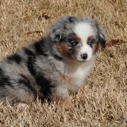 Blue Merle - Blue merle female Miniature Australian Shepherd puppy in Lawton, Oklahoma from Lindsey’s Aussies