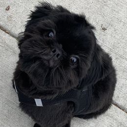 Shih Tzus from 🌗 New Moon Shih Tzu 🌗
