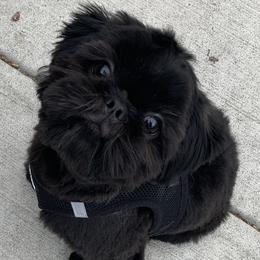 Shih Tzus from 🌗 New Moon Shih Tzu 🌗